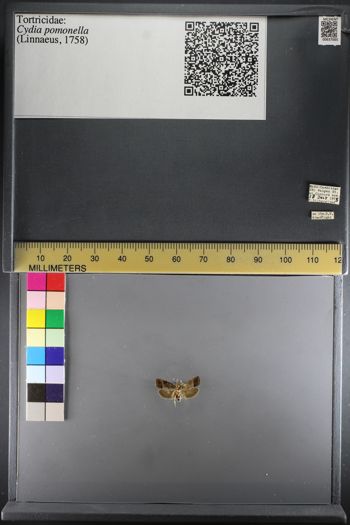 Media type: image;   Entomology 637065